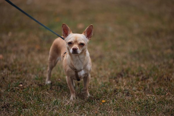 Unleash Your BMW 335i's Power: Essential Turbocharger Maintenance Tips for Peak Performance