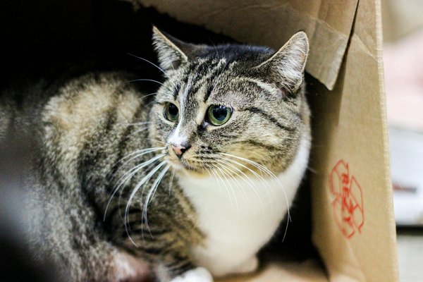 Unlock Ultimate Convenience: Step-by-Step Remote Start Installation Guide for Your Chevrolet Silverado